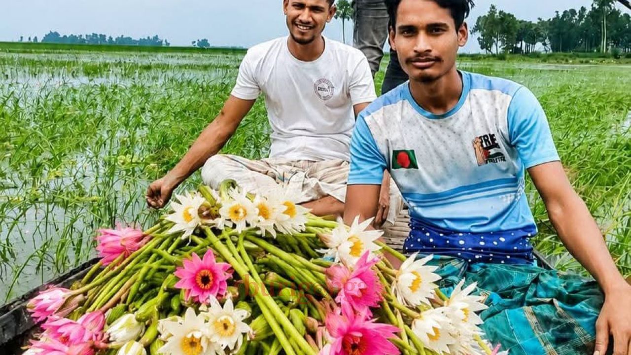 শরতের আগেই চলনবিলে লাল-সাদা শাপলার সমারোহ