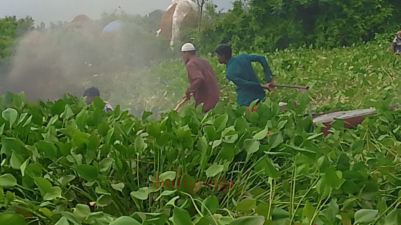 সিংড়ার চলনবিলে জলাবদ্ধতা নিরসনে কচুরিপানা,পরিষ্কার কর্মসূচির উদ্বোধন 