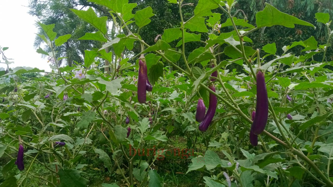 বেগুন ক্ষেতে পোকার তাণ্ডব, কীটনাশকেও মিলছে না কাঙ্ক্ষিত ফল দুশ্চিন্তায় রাণীনগরের কৃষক