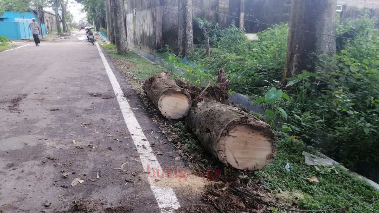 নিয়মনীতির তোয়াক্কা না করে বিসিক শিল্পনগরী'র গাছ বিক্রির অভিযোগ 