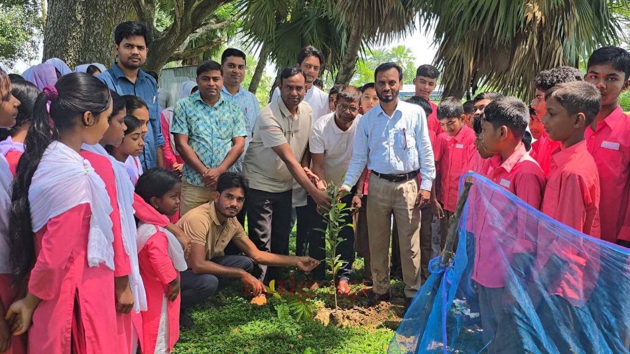 সিংড়ায় ক্ষিদ্রবড়িয়া স্কুলে বৃক্ষরোপণ কর্মসূচি অনুষ্ঠিত