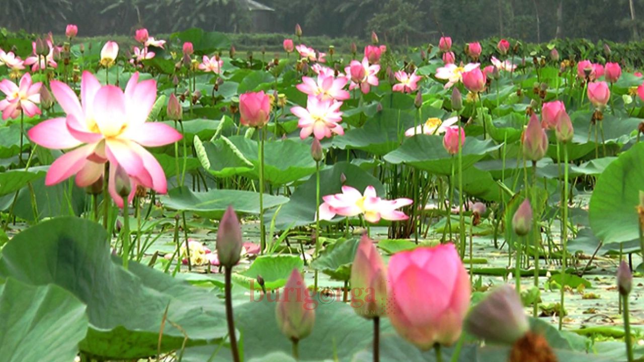 সিরাজগঞ্জের উল্লাপাড়ার সোনাকান্ত বিলে মুগ্ধতা ছড়াচ্ছে পদ্মফুলের সৌন্দর্য