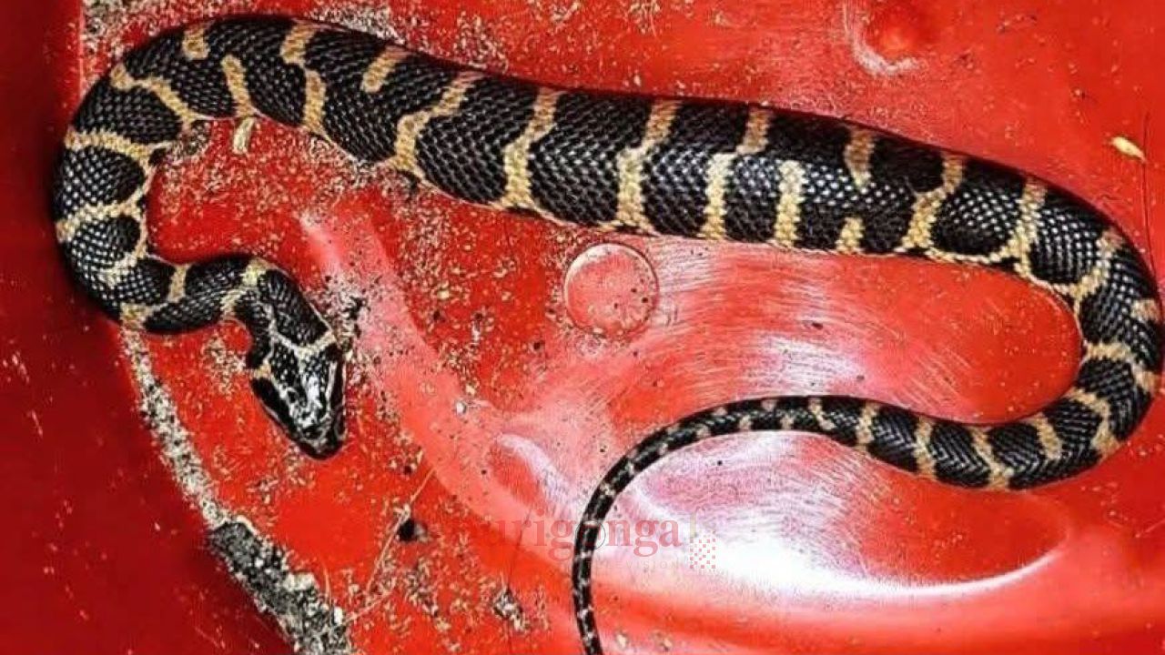 শ্রীমঙ্গলে বিরল প্রজাতির সাপের দেখা মিললো 