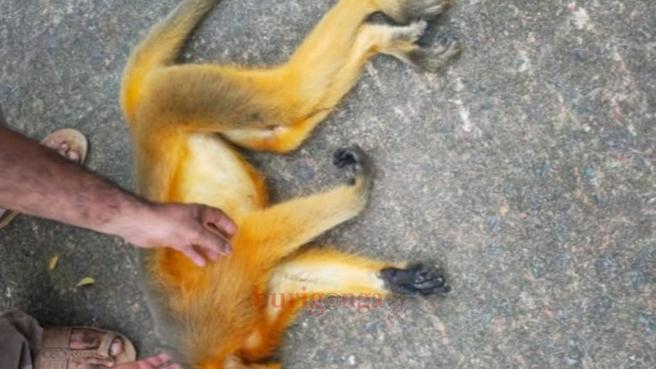 শ্রীমঙ্গলে সড়ক দুর্ঘটনায় মুখপোড়া হনুমানের মৃত্যু 