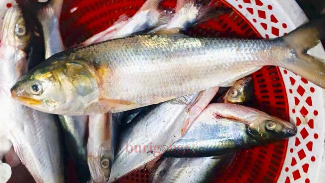 হাকালুকি হাওরে ধরা পড়েছে রূপালি ইলিস 