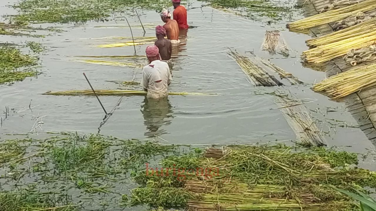 সোনালী আঁশ প্রক্রিয়াজাতকরণে ব্যস্ত উল্লাপাড়ার কৃষকেরাঃ 