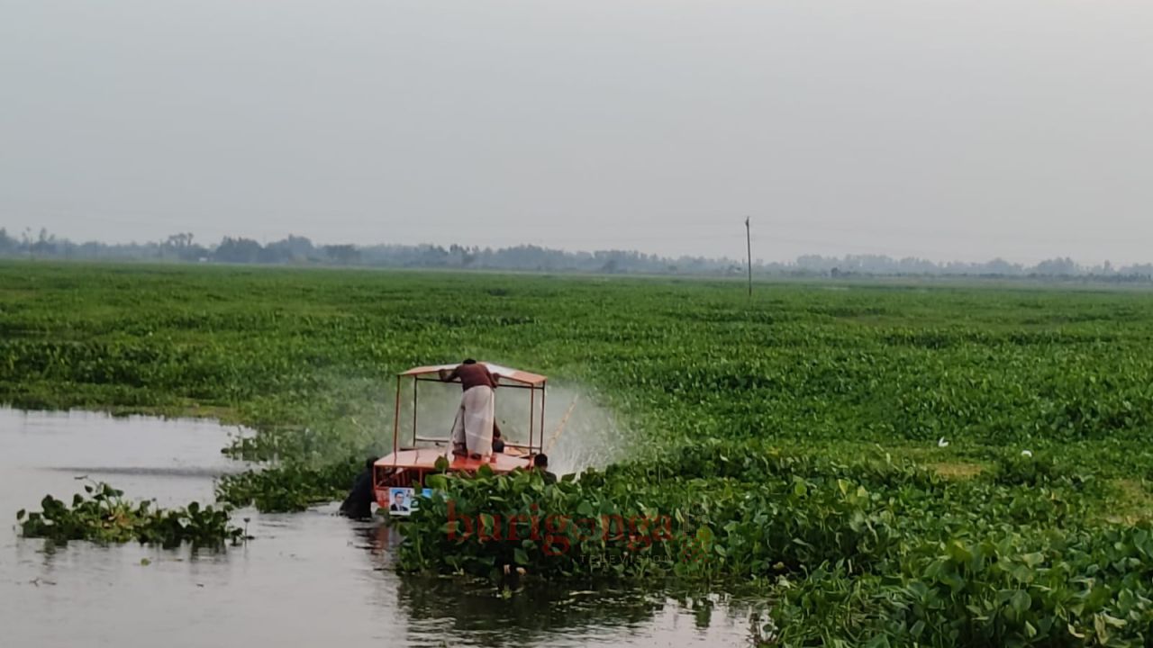 সিংড়ায় কৃষি জমিতে কচুরীপানা অপসারণ কাজের উদ্বোধন 
