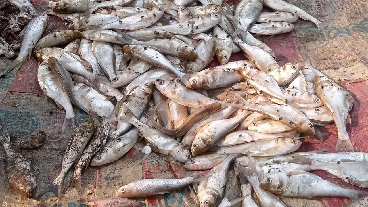 সিংড়ায় পুকুরে গ্যাস ট্যাবলেট দিয়ে মাছ নিধনের অভিযোগ