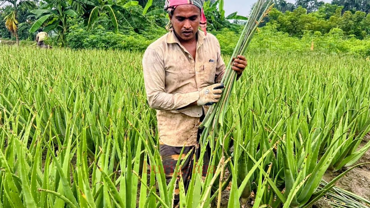ভেষজ উৎপাদনে ১৬ গ্রামের মানুষের ভাগ্যবদল