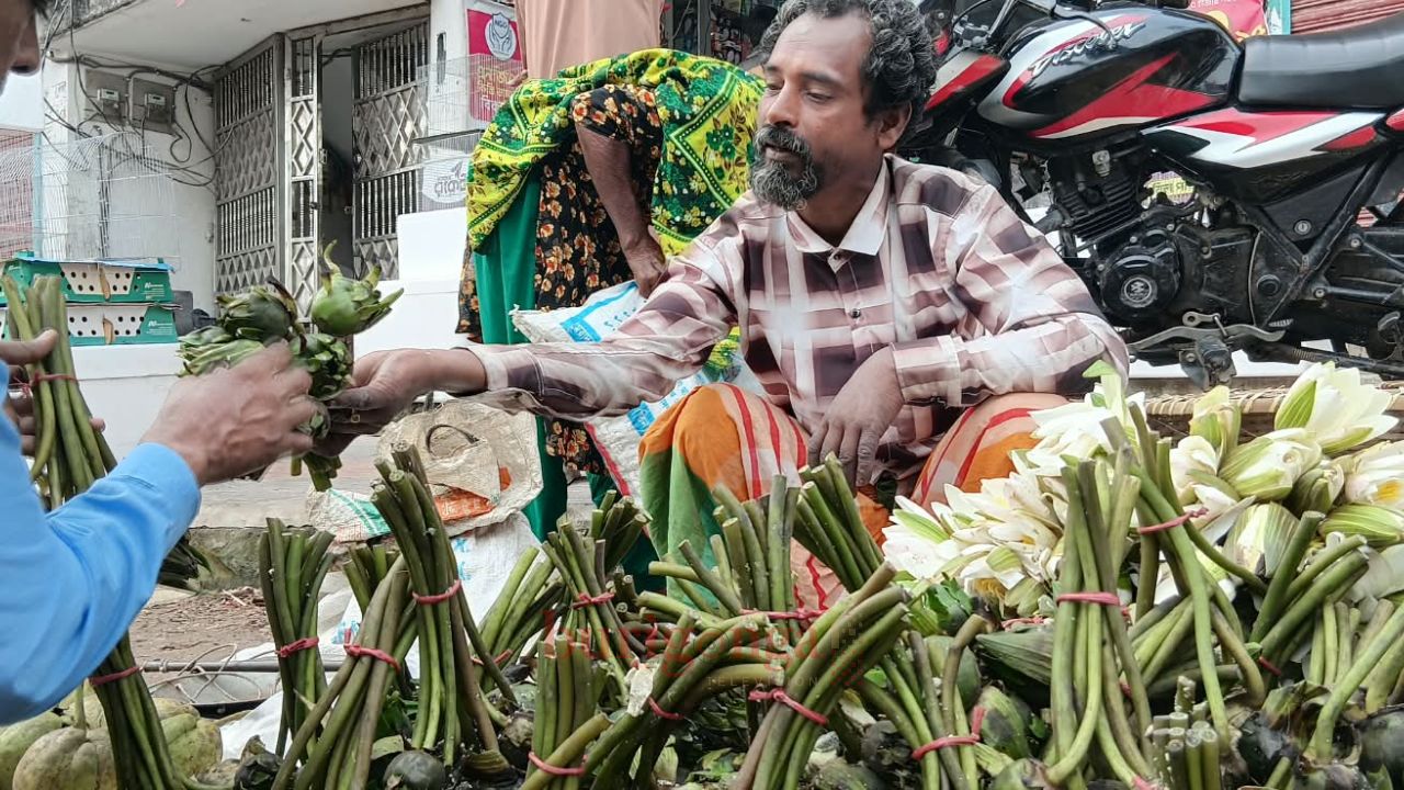চলনবিলের শাপলা-ঢ্যাপ বিক্রিতে সংসার চলে আব্দুল আলিমের